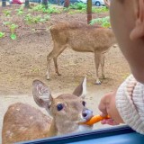 Taman Safari indonesia Prigen, a Sweetness Experience Feeding Animals