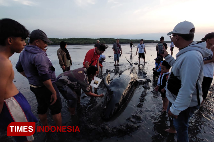 Paus Pilot Terdampar di Pantai Permata Probolinggo