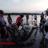 Paus Pilot Terdampar di Pantai Permata Probolinggo