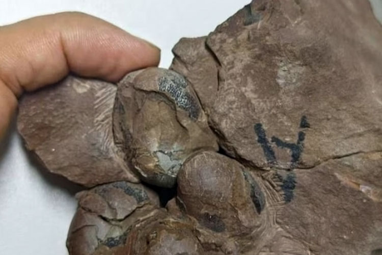 Wow, Peneliti China Temukan Fosil Utuh Telur Dinosaurus Berusia 80 Juta Tahun