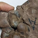 Wow, Peneliti China Temukan Fosil Utuh Telur Dinosaurus Berusia 80 Juta Tahun