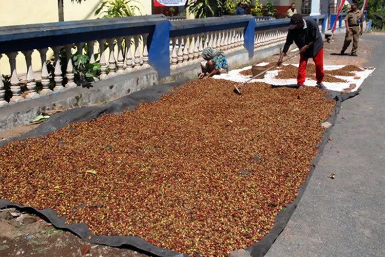 Sekilas Kopi Malang, dari Afdeling Sampai Kopi Dampit