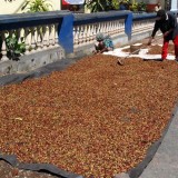 Sekilas Kopi Malang, dari Afdeling Sampai Kopi Dampit