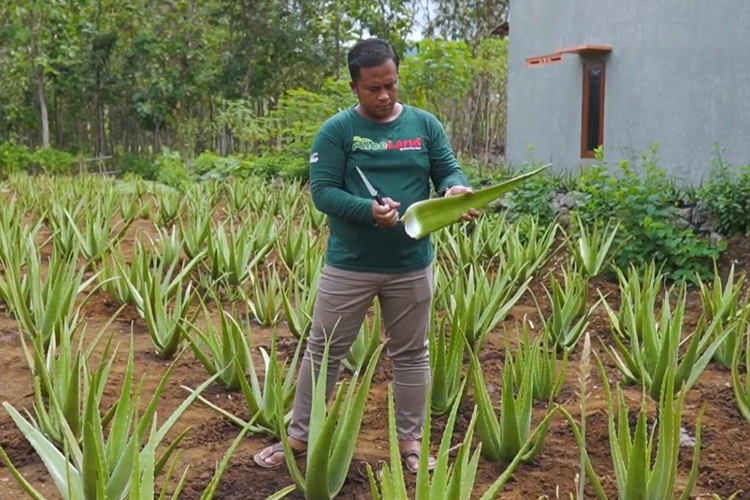 Inovasi Hebat! Petani Gunung Kidul Sulap Lidah Buaya Jadi Minuman Sehat Berkhasiat