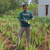 Inovasi Hebat! Petani Gunung Kidul Sulap Lidah Buaya Jadi Minuman Sehat Berkhasiat