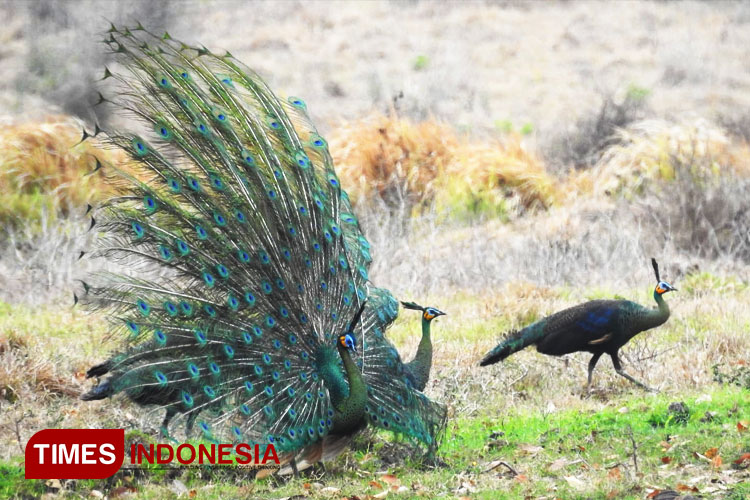 Tarif Taman Nasional Alas Purwo Naik, Pengunjung Siap-Siap Bayar Lebih