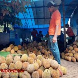 Petani Durian di Banyuwangi Diimbau Waspadai Cuaca Buruk