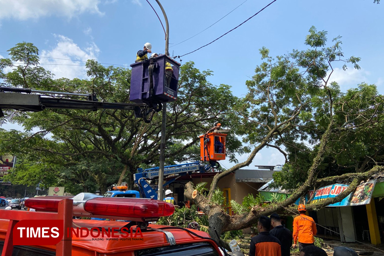 Bantah Pohon Tumbang Akibat Pemotongan PJU, DPUPRPKP Kota Malang: Akarnya Lapuk dan Angin Kencang