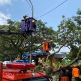 Bantah Pohon Tumbang Akibat Pemotongan PJU, DPUPRPKP Kota Malang: Akarnya Lapuk dan Angin Kencang