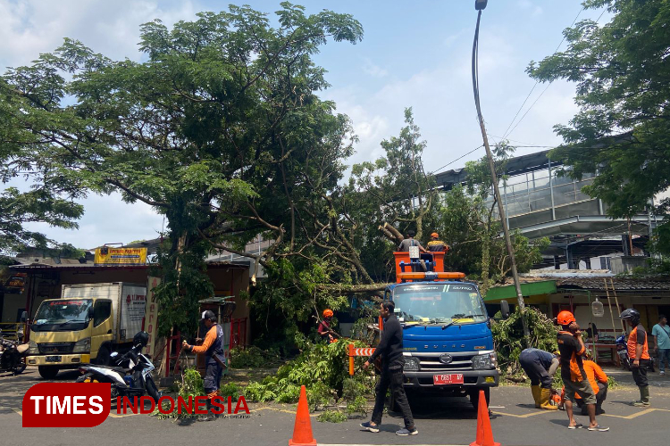 Usai Dipotong PJU, Pohon Tumbang Timpa Warung di Stasiun Malang