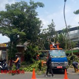 Usai Dipotong PJU, Pohon Tumbang Timpa Warung di Stasiun Malang