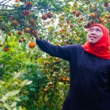 Khofifah Ajak Warga Jatim Perbanyak Konsumsi Buah Lokal