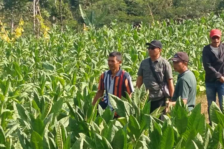 Sebanyak 2.950 Petani dan Buruh Tembakau di Pacitan Rasakan Manfaat dari DBHCHT