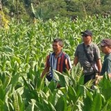 Sebanyak 2.950 Petani dan Buruh Tembakau di Pacitan Rasakan Manfaat dari DBHCHT