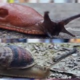 Shelled and Unshelled Snails: These are the Distinctives