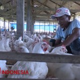 Tingkatkan Kualitas Produk Unggas, Banyuwangi Bakal Bangun RPU Modern di Tahun 2025