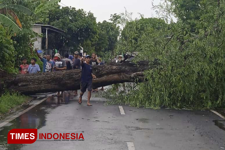 Hujan Deras dan Angin Kencang Terjang Bondowoso, Tiang Listrik dan Pohon Tumbang