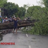 Hujan Deras dan Angin Kencang Terjang Bondowoso, Tiang Listrik dan Pohon Tumbang