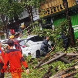 Akibat Angin Kencang Xpander Tertimpa Pohon di Bondowoso