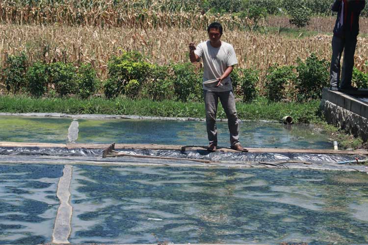 Budidaya Cacing Sutra 'Mina Rembaka' Bantul, Solusi Pakan Ikan Berkualitas Ditopang Dana Desa