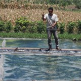 Budidaya Cacing Sutra 'Mina Rembaka' Bantul, Solusi Pakan Ikan Berkualitas Ditopang Dana Desa