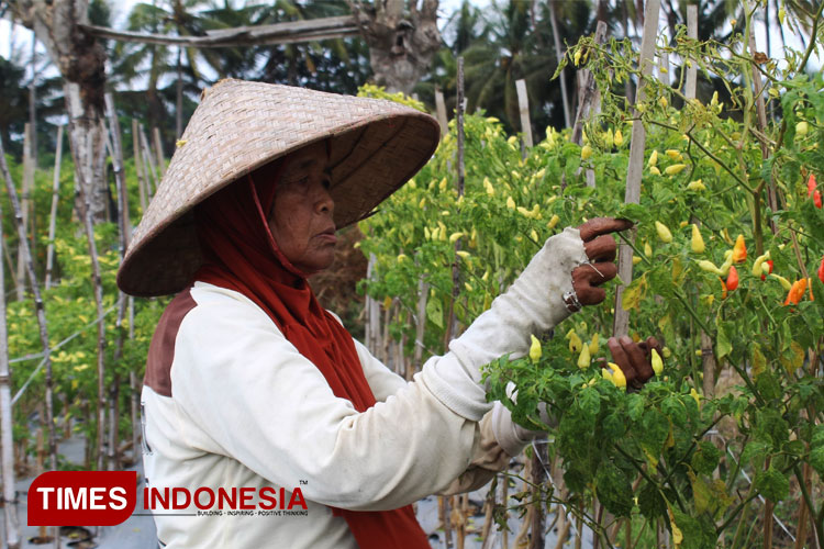 Maksimalkan Produktivitas, Petani Banyuwangi Dapat Tips Hadapi Cuaca Ekstrem