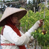 Maksimalkan Produktivitas, Petani Banyuwangi Dapat Tips Hadapi Cuaca Ekstrem