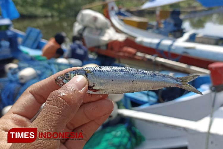 Nelayan Banyuwangi Bersyukur, Hasil Laut Masih Berlimpah di Musim Peralihan