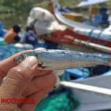 Nelayan Banyuwangi Bersyukur, Hasil Laut Masih Berlimpah di Musim Peralihan