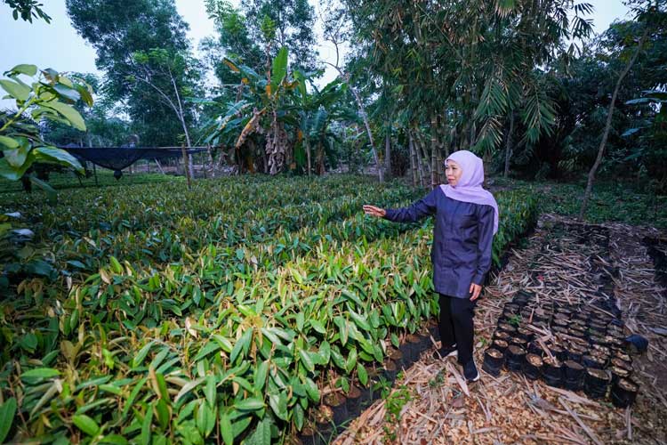 Khofifah Siap Bantu Petani Bibit Durian Ripto Dapat Akses Modal dengan Keringanan Grace Periode