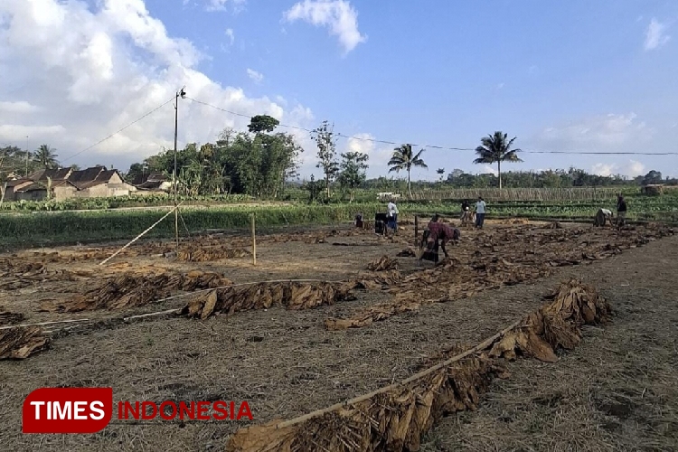 Banyak Gudang Mulai Tutup, Petani Tembakau di Bondowoso Berharap Harga Tetap Stabil