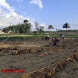 Banyak Gudang Mulai Tutup, Petani Tembakau di Bondowoso Berharap Harga Tetap Stabil