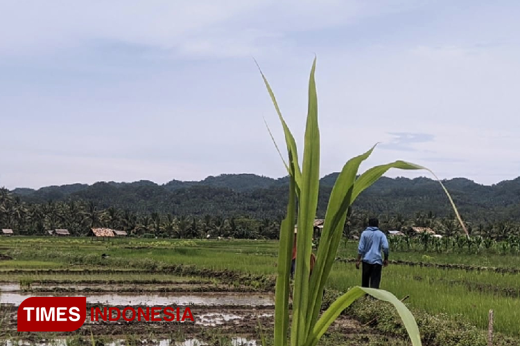 Petani di Pacitan mulai tanam padi memasuki musim hujan. (FOTO: Yusuf Arifai/TIMES Indonesia)