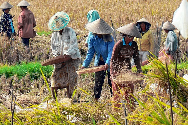 Targetkan Produksi 794.961 Ton Gabah Kering Giling, Ini Strategi Dispertan Banyuwangi