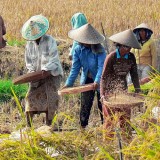 Targetkan Produksi 794.961 Ton Gabah Kering Giling, Ini Strategi Dispertan Banyuwangi