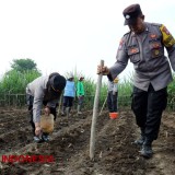 Dukung Ketahanan Pangan, Polresta Malang Kota Gandeng Petani Tanam Cabai dan Jagung