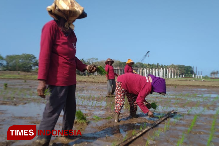Dukung Program Swasembada Pangan, Pemkab Bantul Optimalkan Penanaman Padi