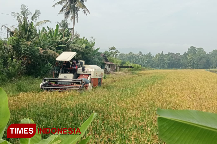 Sawah.jpg