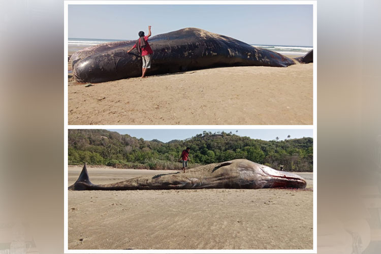 Paus Sperma Terdampar di Pantai Pindu Hurani Sumba Timur