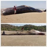 Paus Sperma Terdampar di Pantai Pindu Hurani Sumba Timur