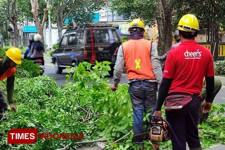 Dinas PU CKPP Banyuwangi Genjot Pemangkasan Pohon Jelang Peralihan Musim