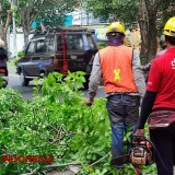 Dinas PU CKPP Banyuwangi Genjot Pemangkasan Pohon Jelang Peralihan Musim