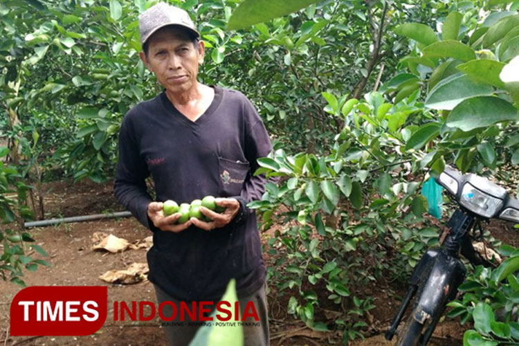 Melihat Desa Penghasil Jeruk Nipis di Gresik