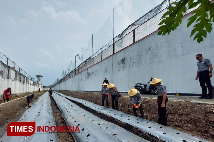 Lapas Kelas I Malang Maksimalkan Lahan Demi Percepatan Program Ketahanan Pangan