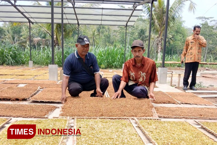 Pemkab Malang Dukung Produksi Tembakau dengan Anggaran DBHCT Rp3,2 Miliar