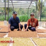 Pemkab Malang Dukung Produksi Tembakau dengan Anggaran DBHCT Rp3,2 Miliar