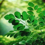 Moringa Leaf: Vegetables That are Rich in Health Benefits