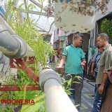 Kampoeng Oase Songo: Pemain Utama Urban Farming di Surabaya Semakin Jadi Rujukan Pegiat Lingkungan