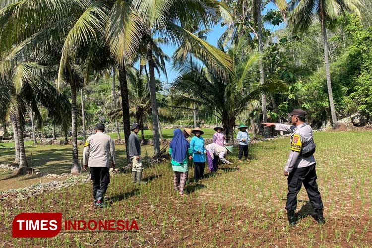 Polres Pacitan Dukung Program 100 Hari Presiden Prabowo dengan Penanaman Jagung