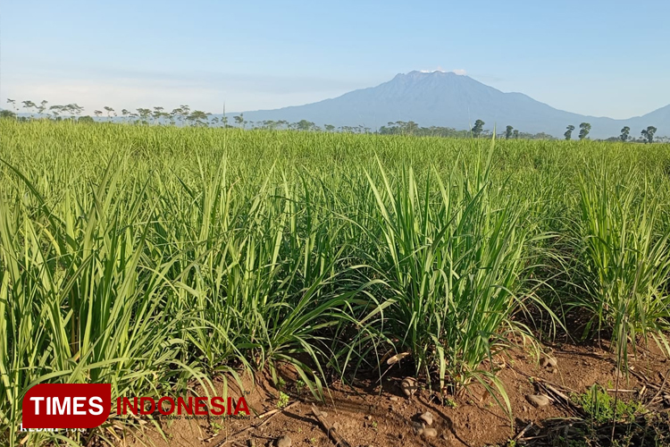 Tahun 2024, Produksi Tebu PTPN 1 Regional 5 Kebun Kalitelepak Naik 131 Persen